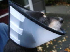 Flamingo Carcan Capo 31,5cm -Promos VetoStore Boutique 4627affe9c43143bc0a913756295bd573060085411c59cf34d156ed39bcde702