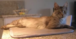 Matelas Anti-escarres Confort4pattes -Promos VetoStore Boutique 55c0616d5d98821d9afbcbd9e5f3c4fc90951b16cae946ef0eda01a8206dbdbb