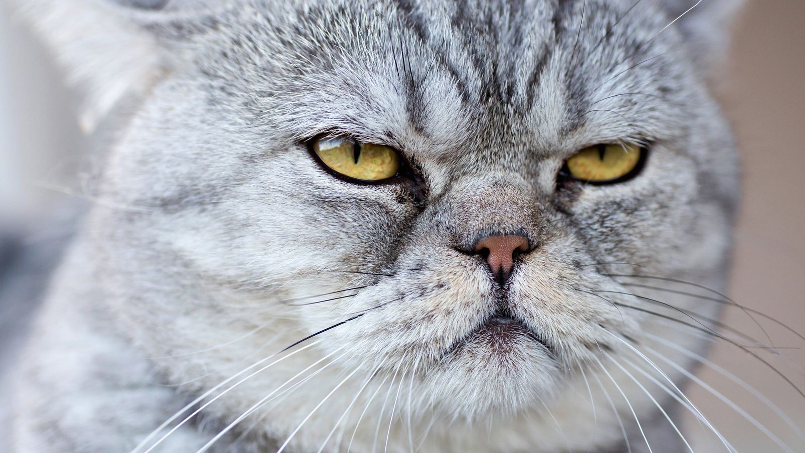 Promos VetoStore Boutique -Promos VetoStore Boutique 75552.ngsversion.1422285553360