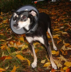 Flamingo Carcan Capo 31,5cm -Promos VetoStore Boutique 7de486facebd1c50360a8963fe8fbb258e165e18ebbce23e466ab63927cea963