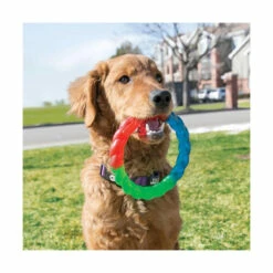 Jouet Kong Twistz Ring Pour Chien - Taille S -Promos VetoStore Boutique 7f05a7c33b3325047be4e11c78bd90b7760356ae