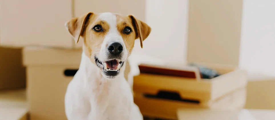 Promos VetoStore Boutique -Promos VetoStore Boutique DEMENAGER AVEC CHIEN HEADER