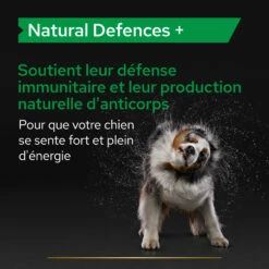 Purina PRO PLAN NATURAL DEFENSES+ CHIEN ALIMENT COMPLEMENTAIRE - 67G 18 Purina PRO PLAN NATURAL DEFENSES+ CHIEN ALIMENT COMPLEMENTAIRE - 67G -Promos VetoStore Boutique PRO PLAN NATURAL DEFENCES DOG SUPPLEMENT 67G 5 FR