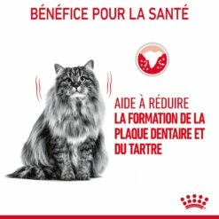 Royal Canin Dental Care Pour Chat 3,5kg -Promos VetoStore Boutique Royal Canin Dental Care Chat FR 06