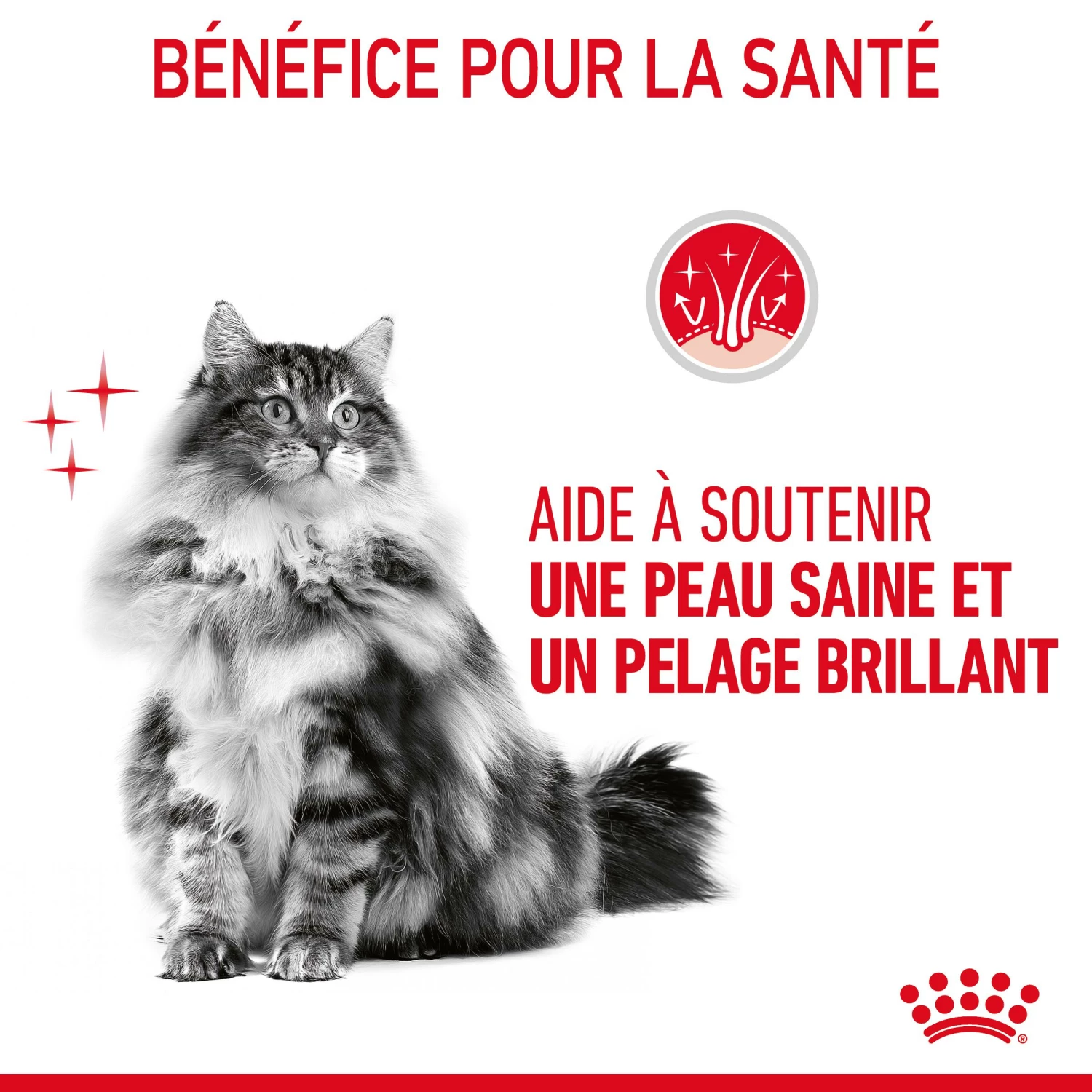 Royal Canin Hair & Skin Care Pour Chat 4kg 9 Royal Canin Hair & Skin Care Pour Chat 4kg – Image 7