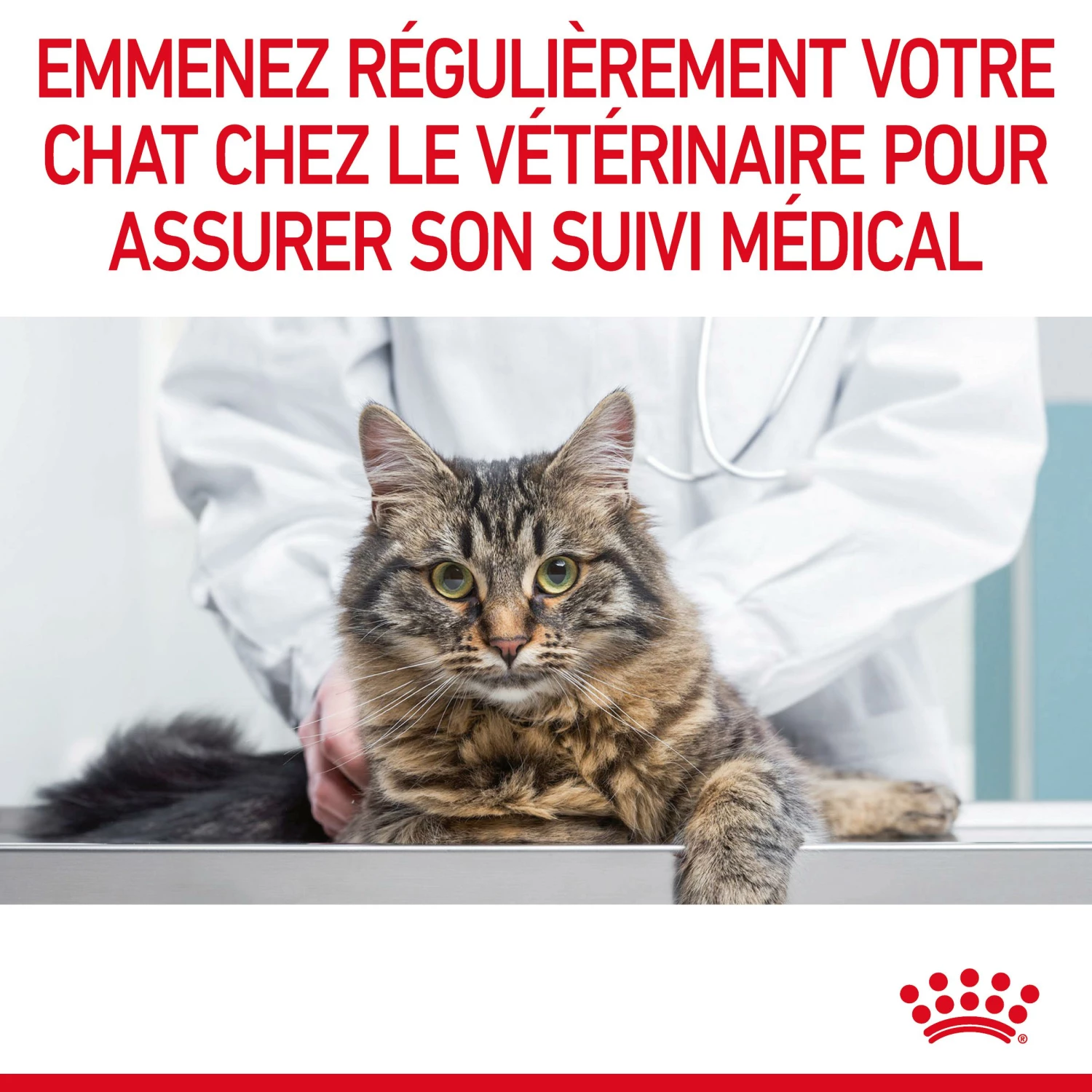 Royal Canin Hair & Skin Care Pour Chat 2kg 13 Royal Canin Hair & Skin Care Pour Chat 2kg – Image 11
