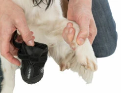 Trixie Chaussures De Protection Walker Active / XS 2pcs. -Promos VetoStore Boutique a9ed7403e7270fba9cbe0c569267f57bb704d33b769ec1a5458f95b1bf0c54e0 2