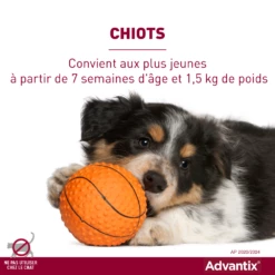 Advantix Très Petit Chien 2-4Kg -Promos VetoStore Boutique advantix convient aux chiots