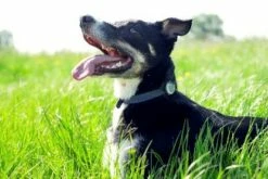 Animo Tracker D'activités 13 Animo Tracker D'activités -Promos VetoStore Boutique animo 2