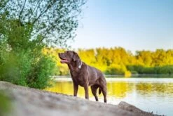 Animo Tracker D'activités 14 Animo Tracker D'activités -Promos VetoStore Boutique animo 3