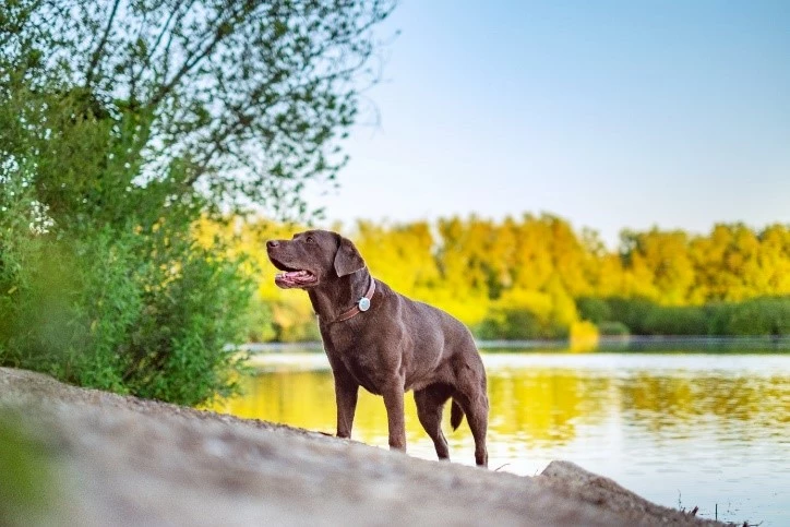 Animo Tracker D'activités 8 Animo Tracker D'activités – Image 6