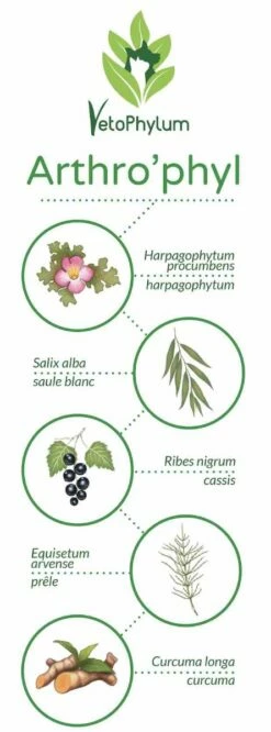 Arthro'Phyl -Promos VetoStore Boutique arthrophyl4