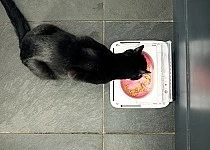 Sureflap Bol Hermétique Surefeed 6 Sureflap Bol Hermétique Surefeed – Image 4