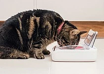 Sureflap Bol Hermétique Surefeed 7 Sureflap Bol Hermétique Surefeed – Image 5