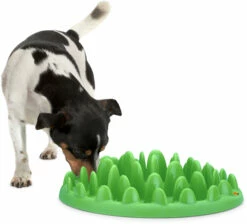 Flamingo Gamelle Anti-glouton Northmate Green Vert 40x30x10cm -Promos VetoStore Boutique ca21cf77c020913a229f12bbf00744c386edd36c219b18ff30946abedd6b8831