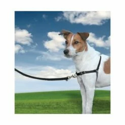 PetSafe Harnais Easy Walk 11 PetSafe Harnais Easy Walk -Promos VetoStore Boutique dff8c52c093b896f6ed778126a6febf51c89b9305f01f91fb6678bf55b98c97f
