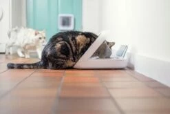 Sureflap Distributeur De Nourriture Connect Surefeed -Promos VetoStore Boutique distributeur de nourriture connect surefeed 6