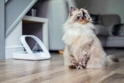 Sureflap Distributeur De Nourriture Connect Surefeed -Promos VetoStore Boutique distributeur de nourriture connect surefeed 8