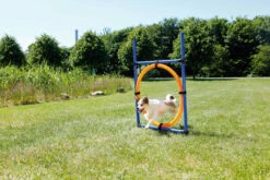 Trixie Fun Agility Anneau -Promos VetoStore Boutique e946b434719bcb1be05c057c9cfe4b06e98fccf18c1862cf8270624aa8f88100
