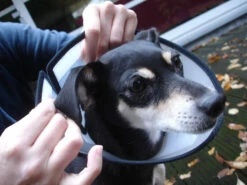 Flamingo Carcan Capo 31,5cm -Promos VetoStore Boutique faa9529e5b9f77cc94f3f7dd4fedc2f14c8fa97292c91b445bf394fb4d1ac286