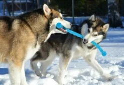 Safestix KONG -Promos VetoStore Boutique fb80efaed2ac5ccd81d3243c6c7f43066f6bf207daa1c3ed5d318c728421b9df