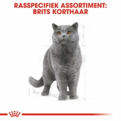 Royal Canin British Shorthair Pour Chat 4kg -Promos VetoStore Boutique rc fbn britishsh cv eretailkit 1 nl nl 1