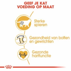 Royal Canin British Shorthair Pour Chat 10kg -Promos VetoStore Boutique rc fbn britishsh cv eretailkit 3 nl nl