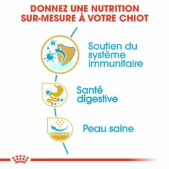 Royal Canin French Bulldog Chiot Pour Chien 10kg -Promos VetoStore Boutique royal canin bouledogue francais puppy bouledogue francais junior 2