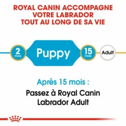 Royal Canin Labrador Retriever Chiot Pour Chien 3kg -Promos VetoStore Boutique royal canin labrador retriever puppy labrador retriever junior 3