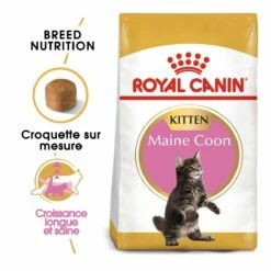 Royal Canin Maine Coon Chaton Pour Chat 10kg -Promos VetoStore Boutique royal canin maine coon kitten maine coon kitten 1