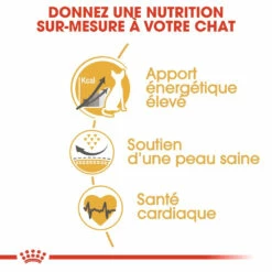 Royal Canin Sphynx Adult Pour Chat 10kg -Promos VetoStore Boutique royal canin sphynx adult sphynx 2