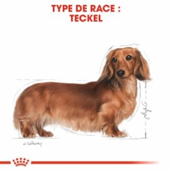 Royal Canin Teckel Adult Pour Chien 7,5kg -Promos VetoStore Boutique royal canin teckel adult dachshund teckel dachshund 3