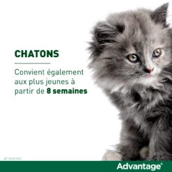 Advantage 40 Chat Et Lapin De 1 à 4 Kg 13 Advantage 40 Chat Et Lapin De 1 à 4 Kg -Promos VetoStore Boutique vignette chaton 1