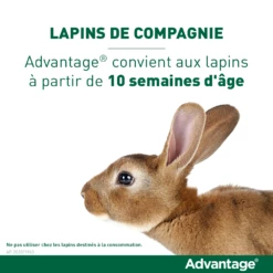 Advantage 40 Chat Et Lapin De 1 à 4 Kg 14 Advantage 40 Chat Et Lapin De 1 à 4 Kg -Promos VetoStore Boutique vignette lapin 1